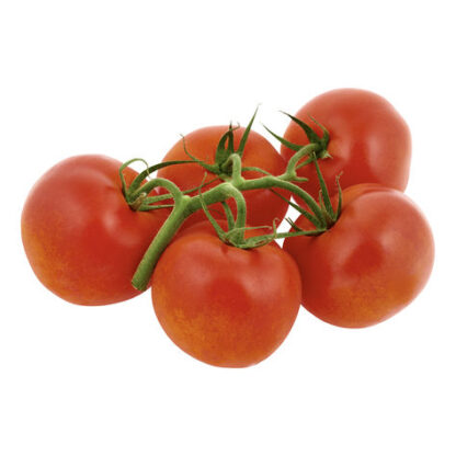 TOMAT KVIST IMPORT