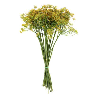 DILL KRON